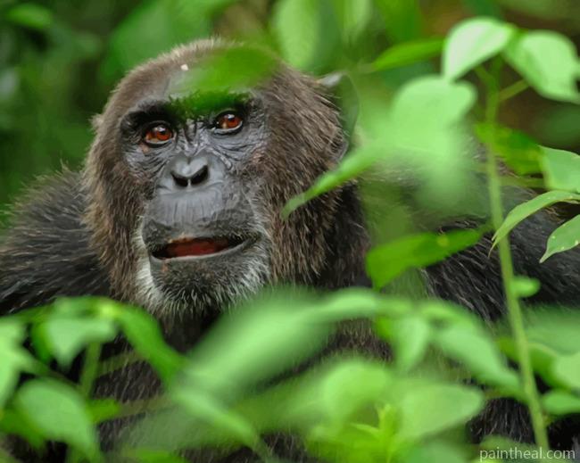 Orangutan Monkey Animal Painting By Numbers Kits