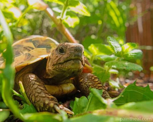 Land Turtle In Garden Painting By Numbers Kits