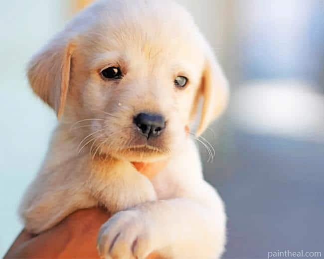 White Puppy Dog Painting By Numbers Kits