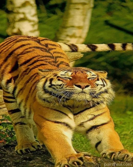 Tiger Stretching Painting By Numbers Kits