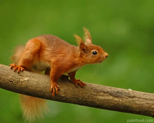 Red Squirrel On Branch Painting By Numbers Kits