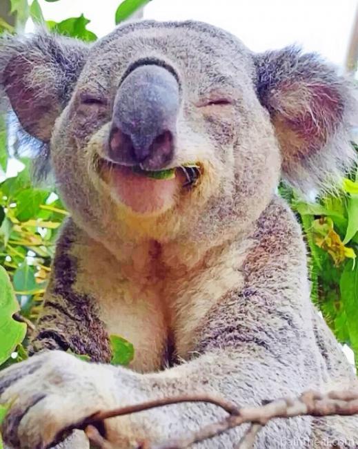 Happy Koala Painting By Numbers Kits