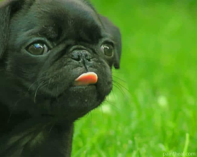 Black French Bulldog Puppy Painting By Numbers Kits