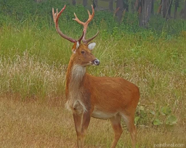 Barasingha Deer Painting By Numbers Kits