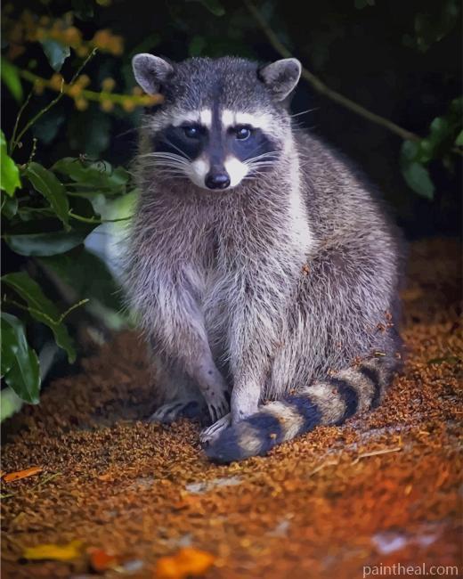 Raccoon Forest Animal Painting By Numbers Kits