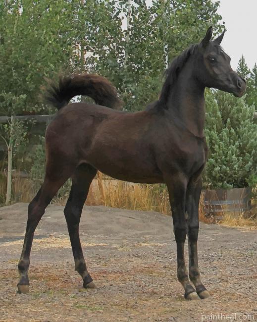 Arabian Black Foal Painting By Numbers Kits