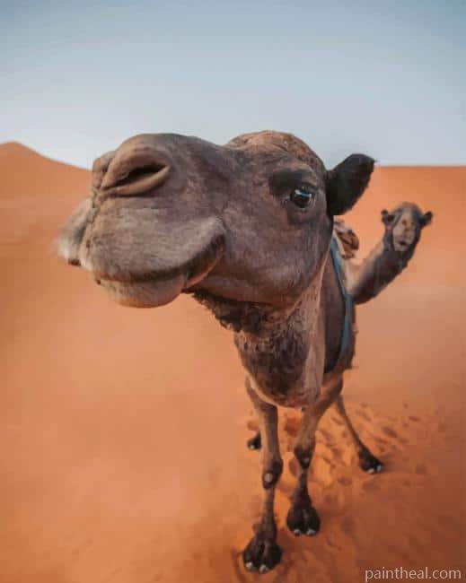 Funny Camel In Sahara Painting By Numbers Kits