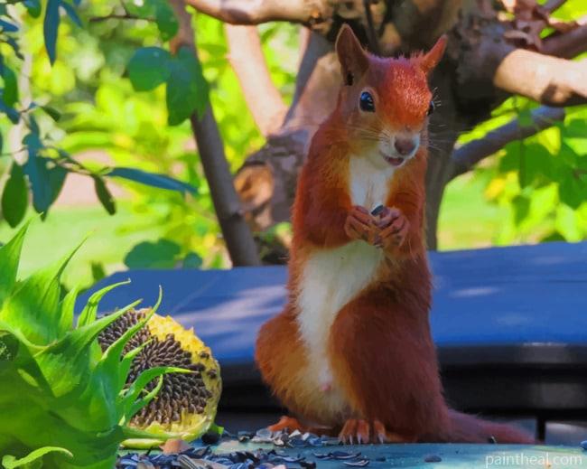 Squirrel In Forest Painting By Numbers Kits