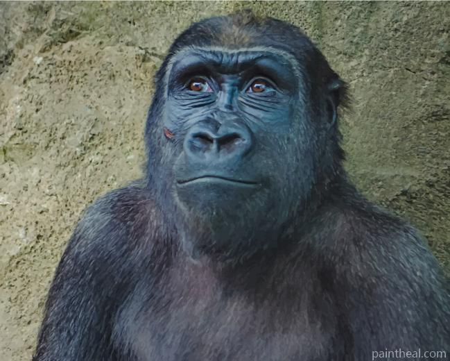 Black Gorilla Animal Painting By Numbers Kits