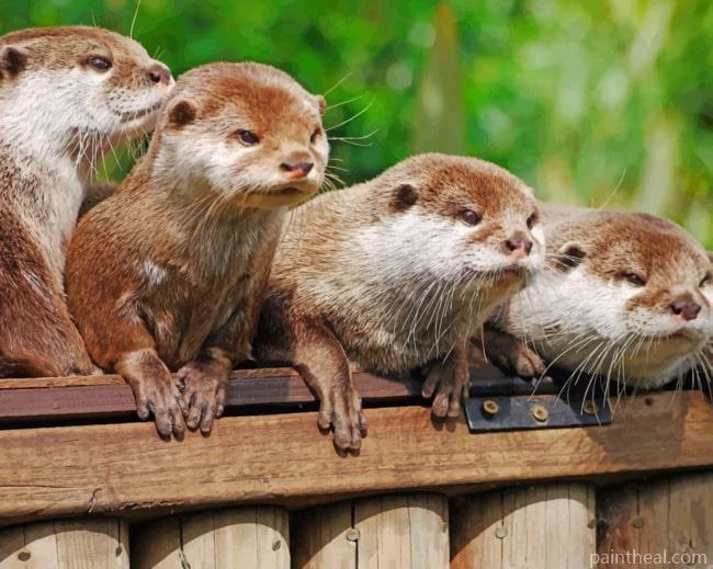 Eurasian Otters Painting By Numbers Kits