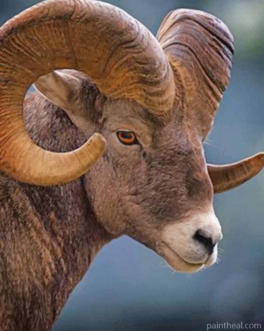 Big Horned Brown Sheep Painting By Numbers Kits