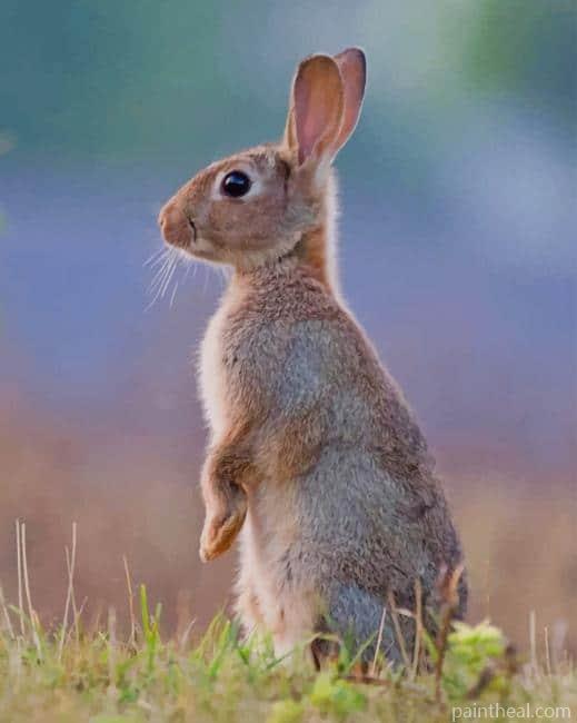 European Rabbit Painting By Numbers Kits