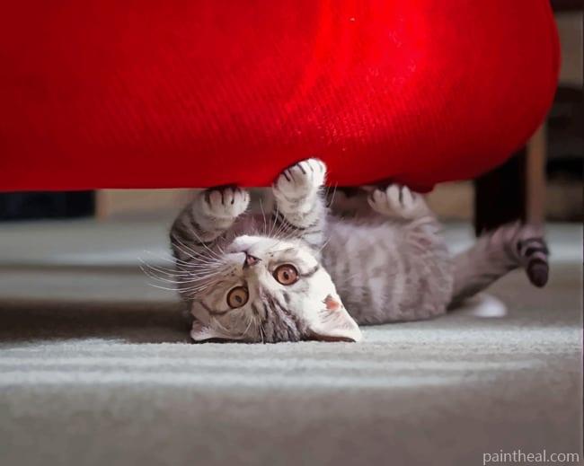 Kitten Playing Under Red Sofa Painting By Numbers Kits