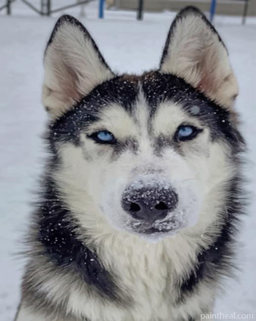 Black And White Siberian Husky Painting By Numbers Kits