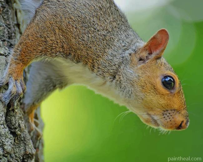 Brown Squirrel On Tree Trunk Painting By Numbers Kits