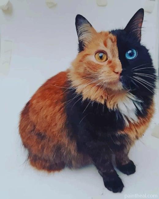 Chimera Cat Painting By Numbers Kits