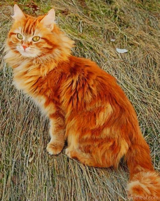 Fluffy Ginger Cat Painting By Numbers Kits