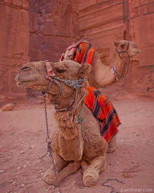 Arabian Camel In Desert Painting By Numbers Kits