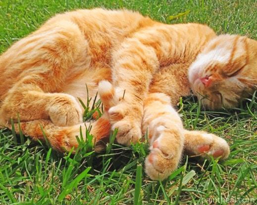 Cat Sleeping On Grass Painting By Numbers Kits