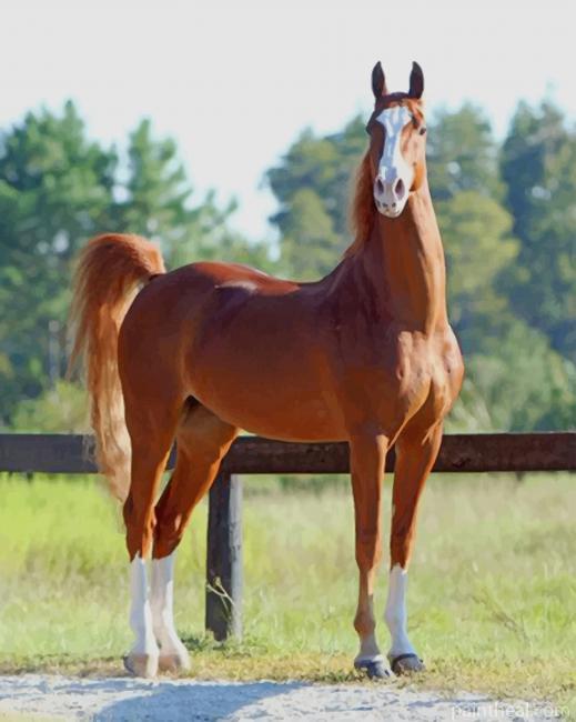 American Saddlebred Horse Painting By Numbers Kits