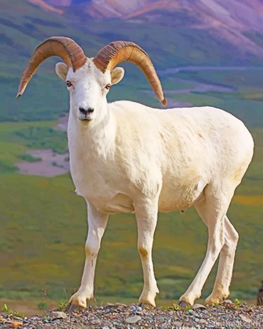White Sheep Painting By Numbers Kits