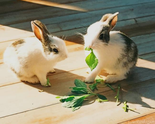 Rabbits Eating Herbs Painting By Numbers Kits