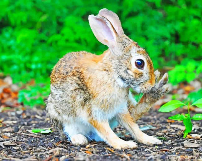 Brown Rabbit In Garden Painting By Numbers Kits