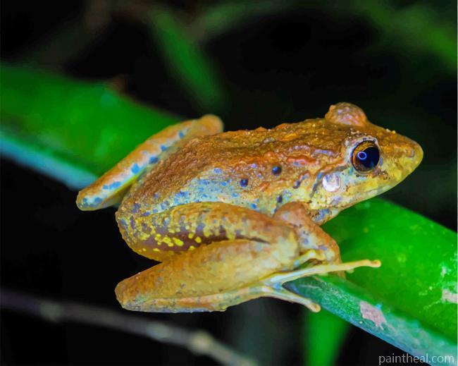 Brown Frog On Leaf Painting By Numbers Kits