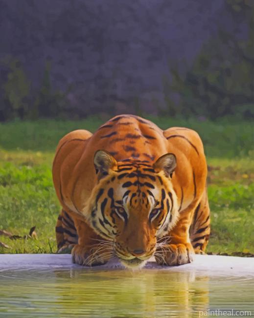 Tiger Drinking Water In Jungle Painting By Numbers Kits