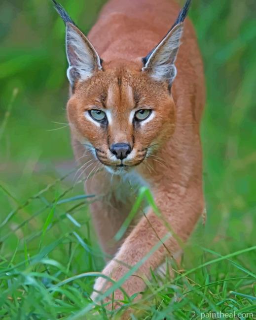 Caracal Cat In Jungle Painting By Numbers Kits