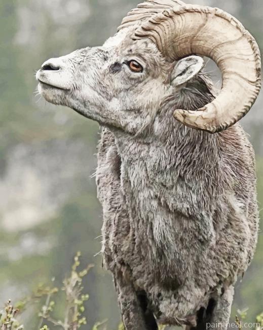 Brown Big Horned Sheep Painting By Numbers Kits