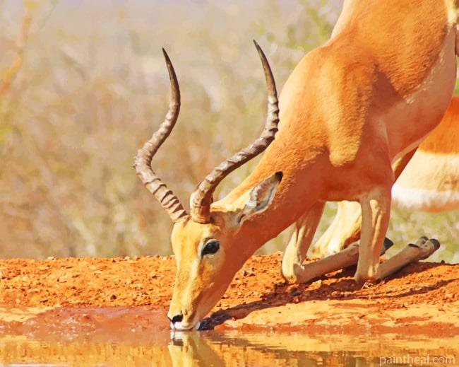 African Impala Drinking Water Painting By Numbers Kits