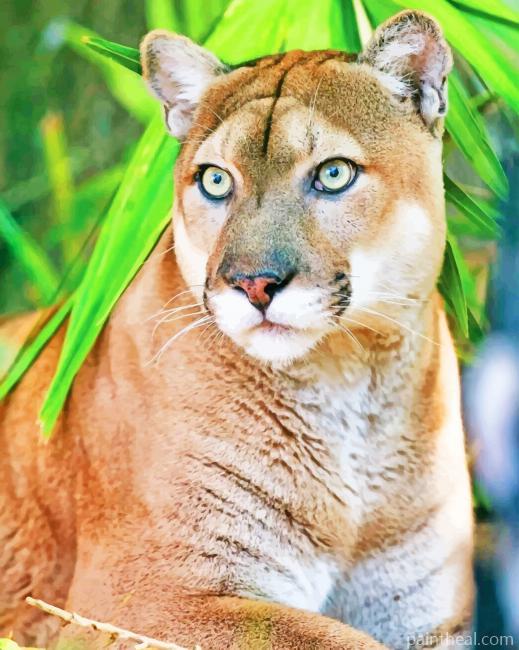 Florida Panther Painting By Numbers Kits