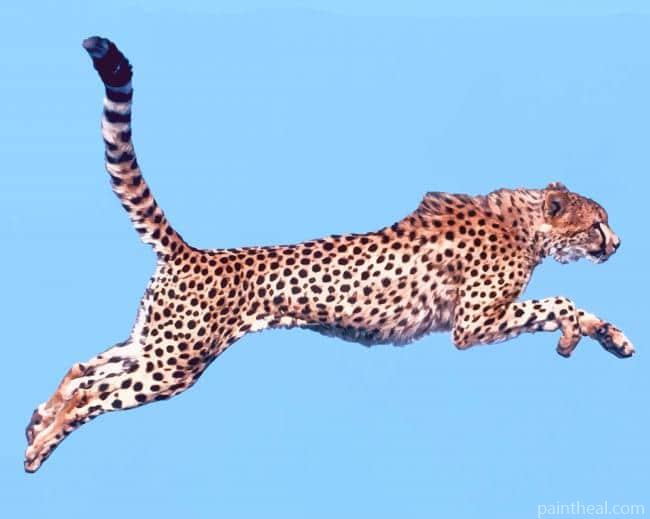 Jumping Cheetah Painting By Numbers Kits