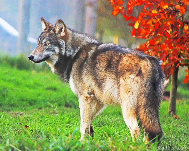 Wolfdog In Nature Painting By Numbers Kits