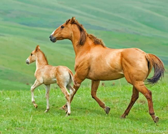 Mare And Foal Horses Painting By Numbers Kits