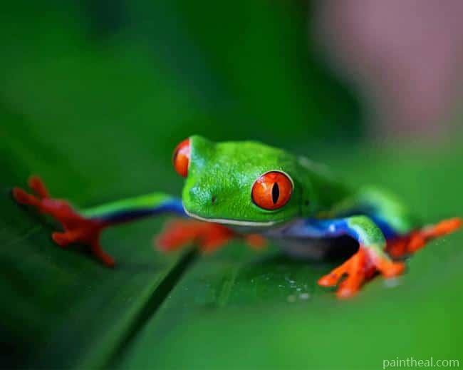 Green Frog On Green Leaf Painting By Numbers Kits