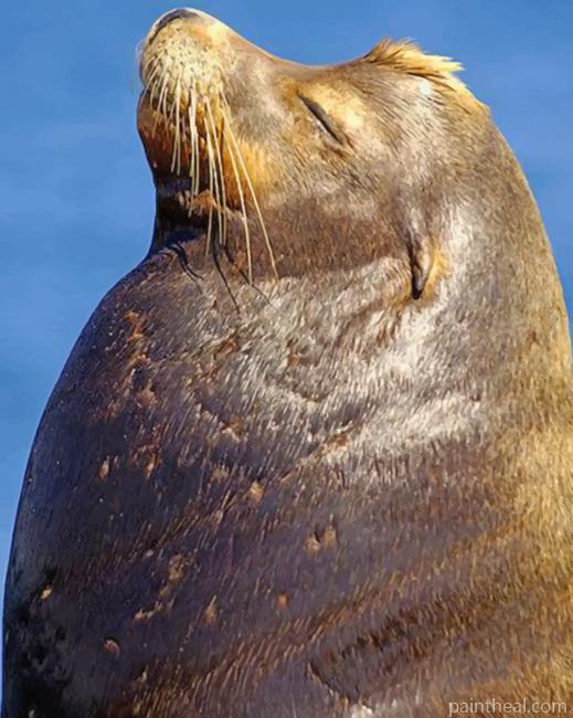 Sea Lion Face Painting By Numbers Kits