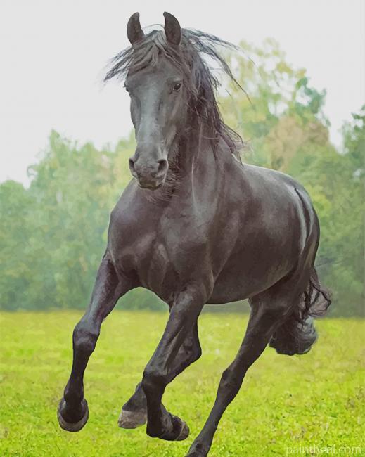 Black Stallion Horse Painting By Numbers Kits