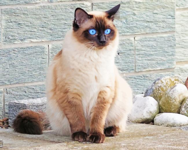 Siamese Cat Pet Painting By Numbers Kits