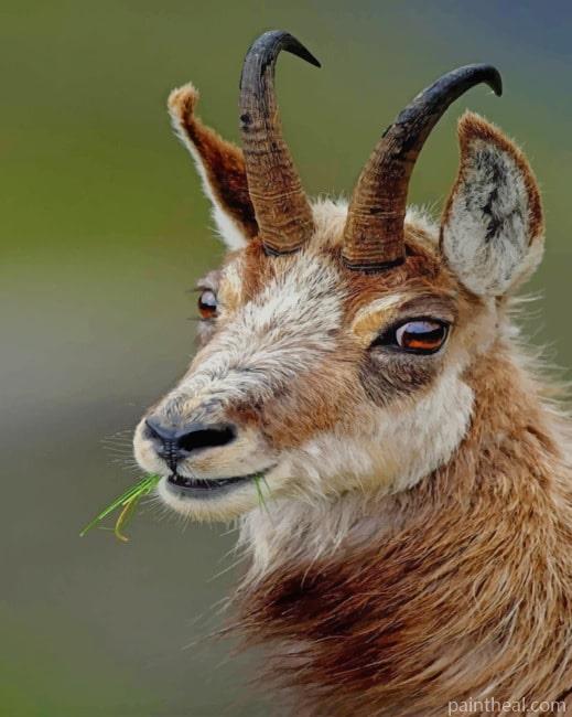 Chamois Goat Painting By Numbers Kits