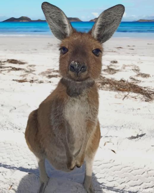 kangaroo In The Beach Painting By Numbers Kits