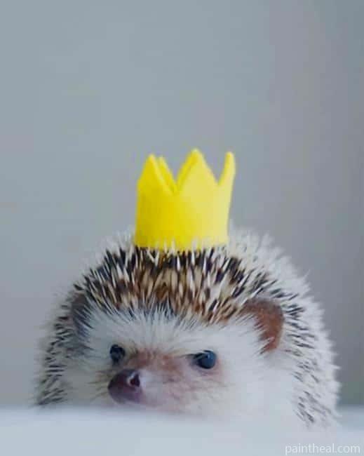 King Hedgehog Painting By Numbers Kits