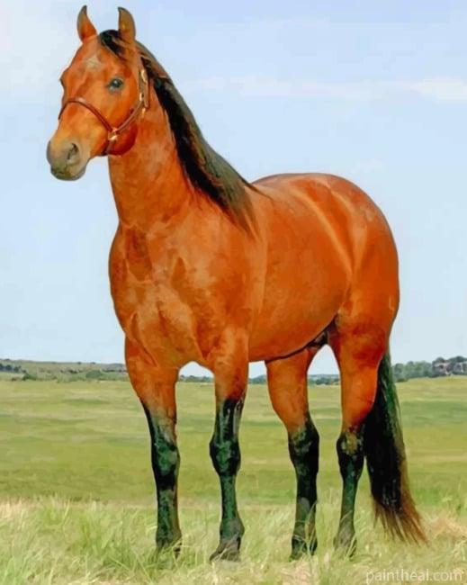 Lusitano Brown Horse Painting By Numbers Kits