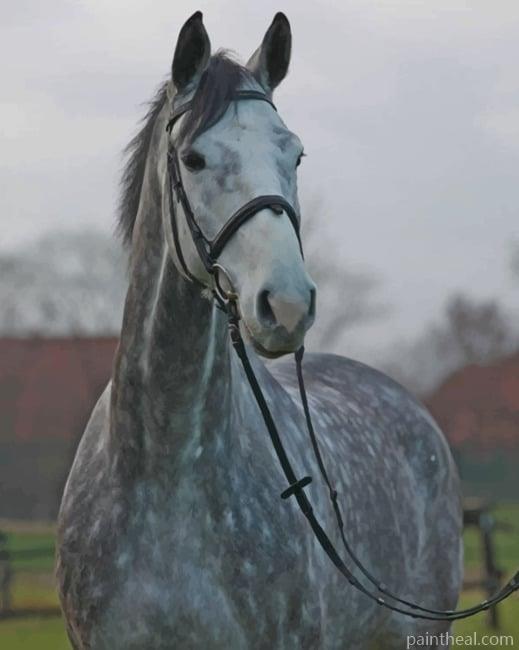 Grey Horse Painting By Numbers Kits