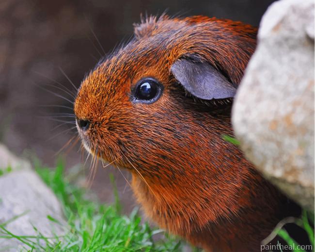 Agouti Guinea Pig Painting By Numbers Kits