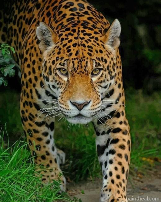 Jaguar In The Forest Painting By Numbers Kits