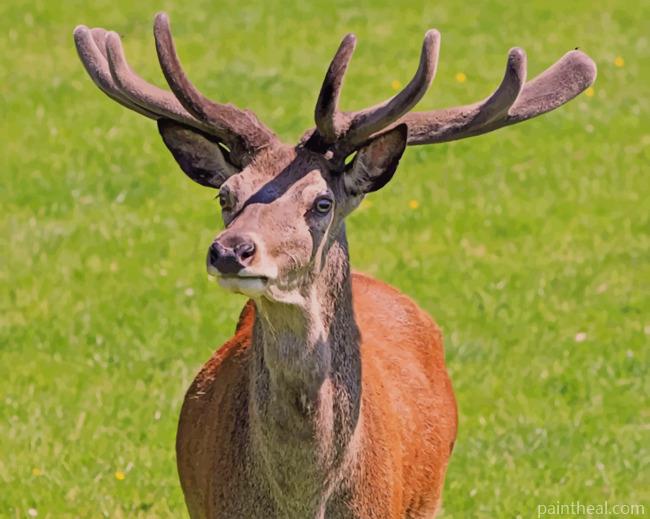 Red Deer Stag Animal Painting By Numbers Kits