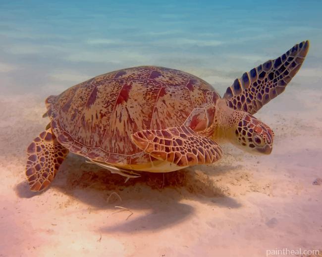 Water Turtle Painting By Numbers Kits