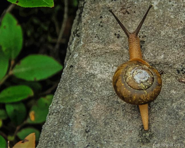 Brown Snail On Tree Painting By Numbers Kits
